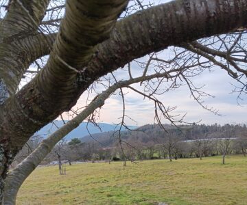 Novoroční díkůvzdání ovocným stromům 🌳🍎