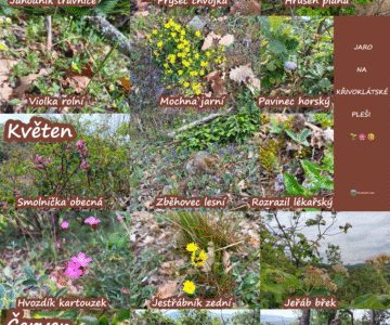 Jaro na křivoklátské pleši