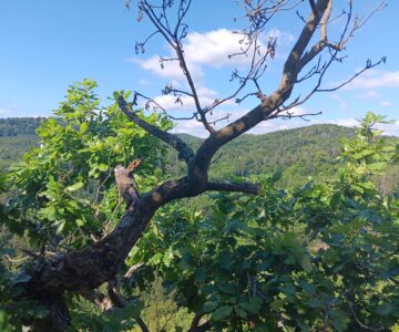 Post mortem: Národní park Křivoklátsko