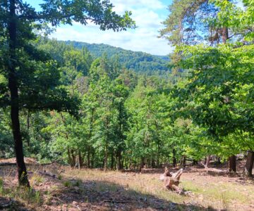 Les nejsou jen stromy 🌲