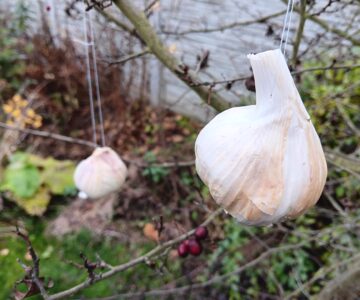 Byliny proti kornatění tepen 🩸🌿