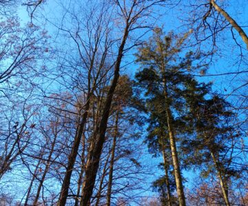 Volání jedliček 🌲