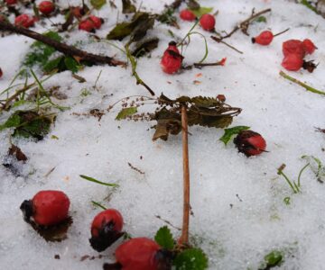 Pozdrav z lesa a zahrady