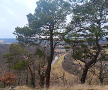 Procházka v posvátném háji