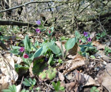 Jarní rovnodennost a nejstarší koledy ☀️