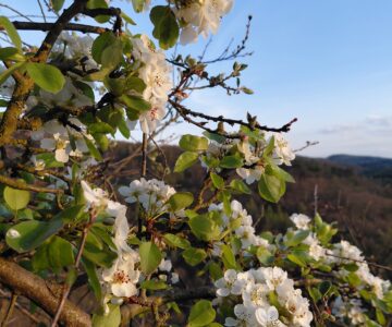 Podvečerní jarní procházka