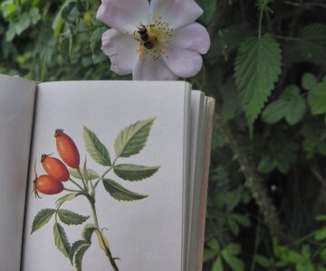 Proč staré knihy tak krásně voní? 📖🌸